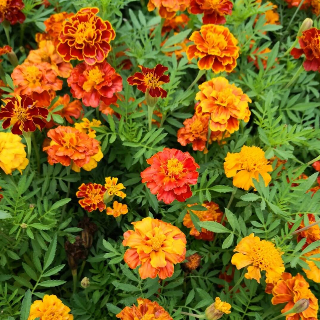 French Marigold Seed- Mixed Color