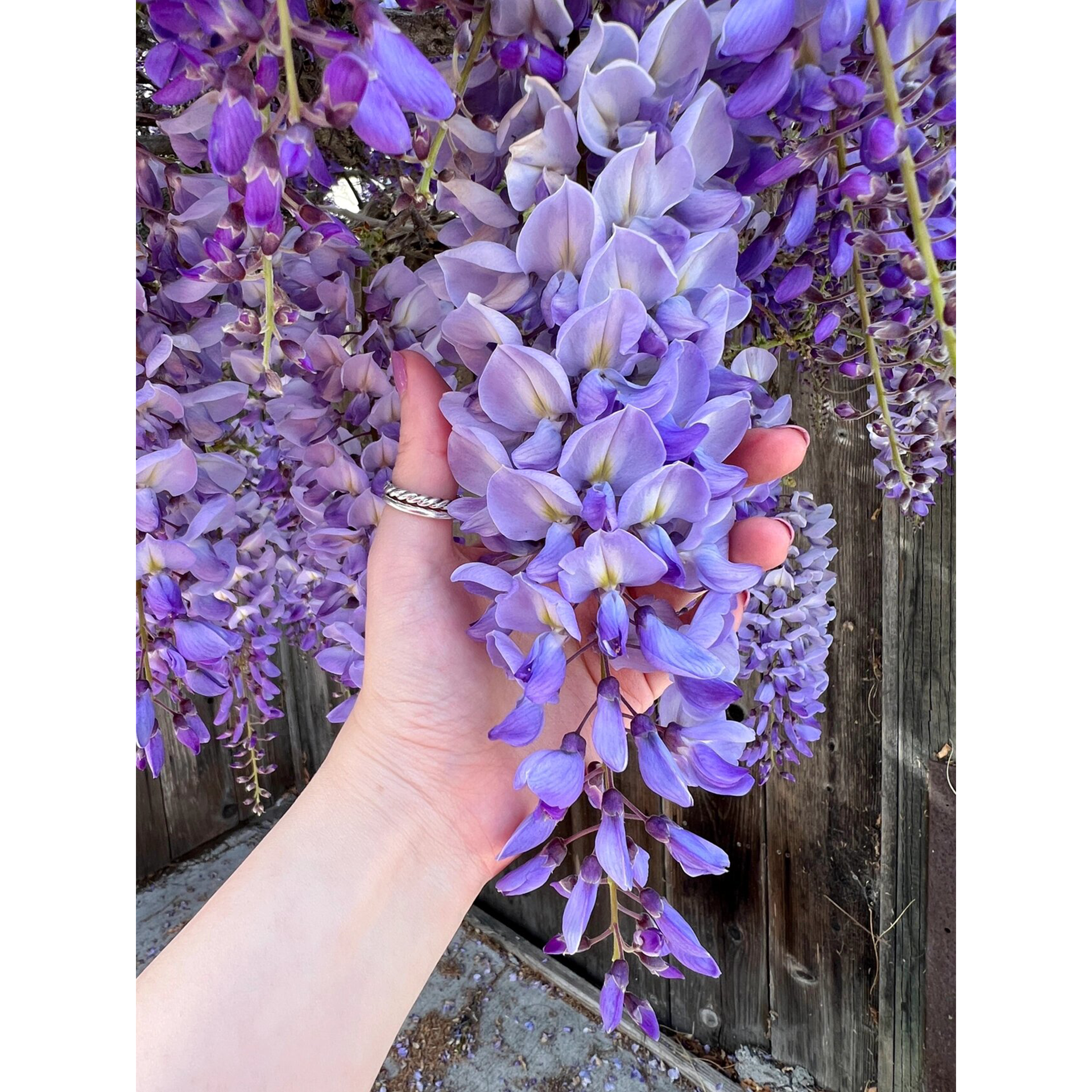 Wisteria Seeds - Purple