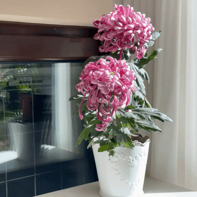 Large-flowered Chrysanthemum