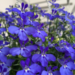 Lobelia Seeds - Blue Carpet