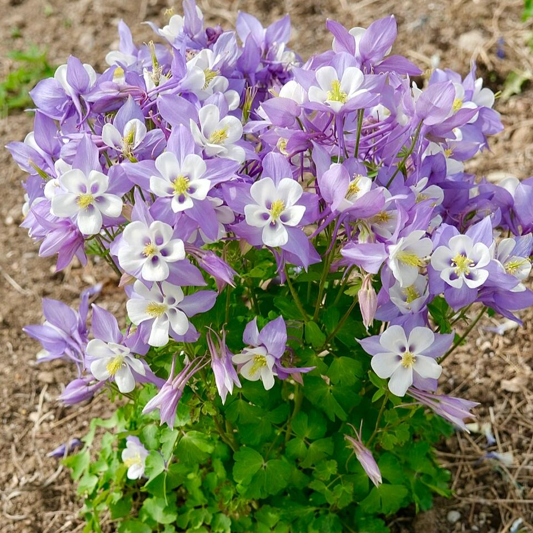 Columbine Seeds