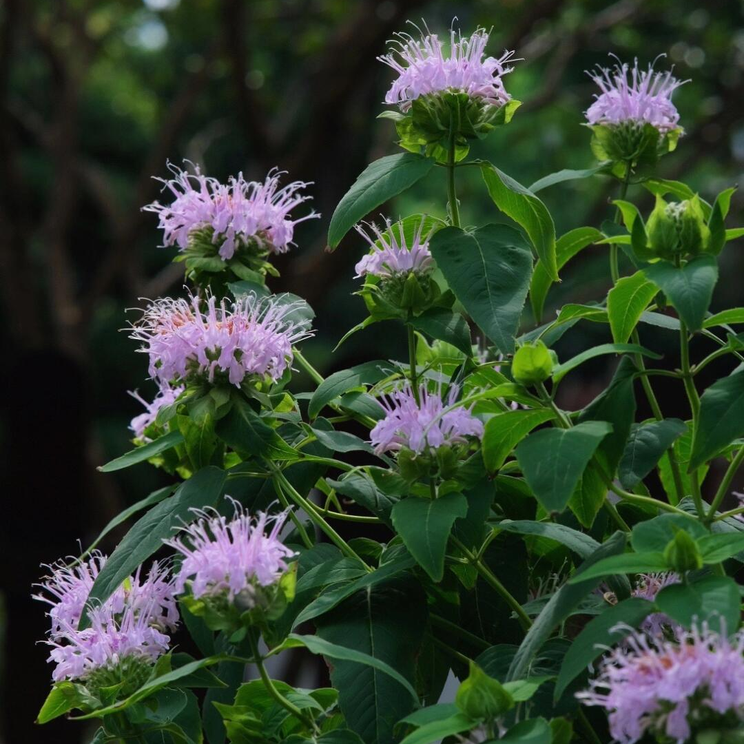 Bee Balm Seeds