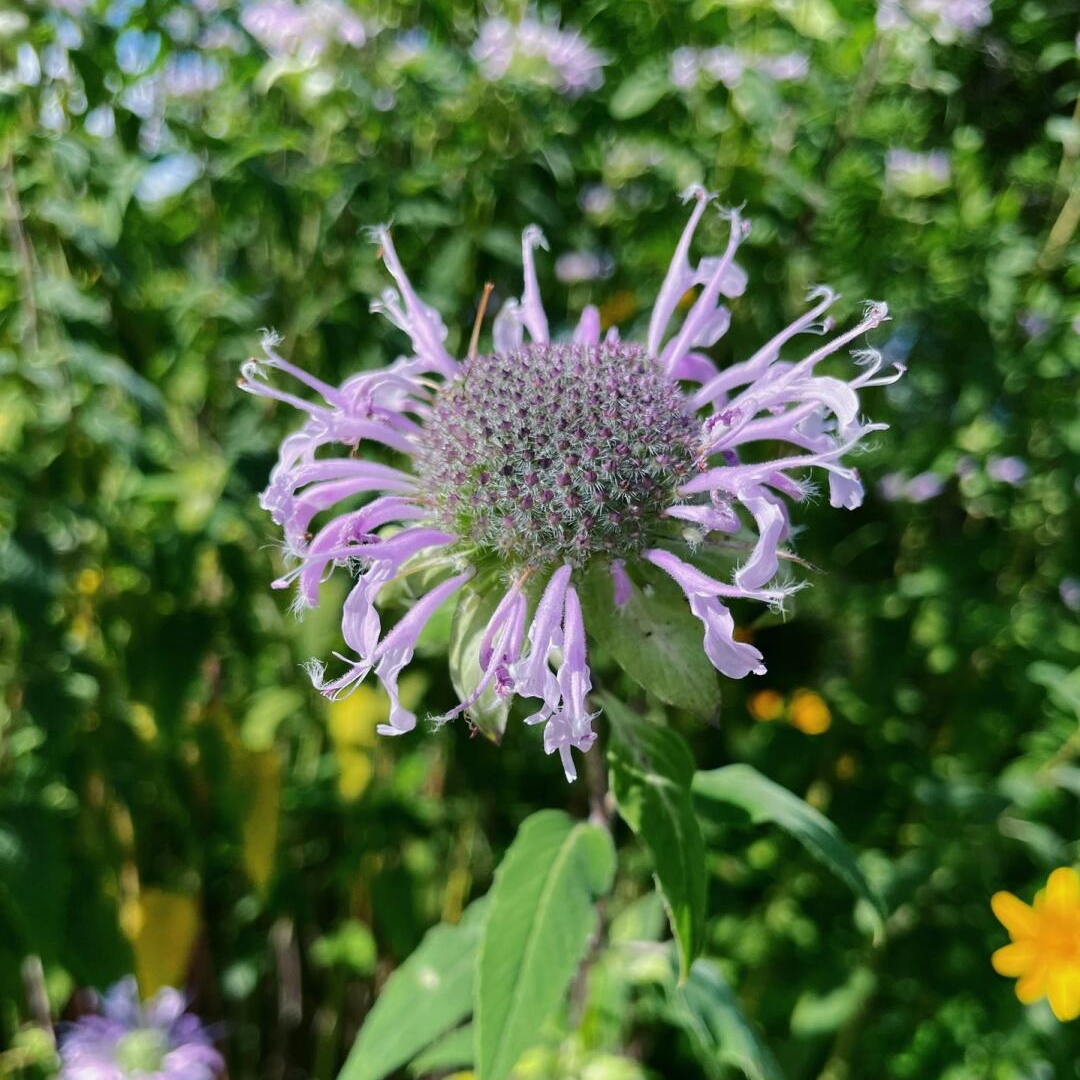 Bee Balm Seeds