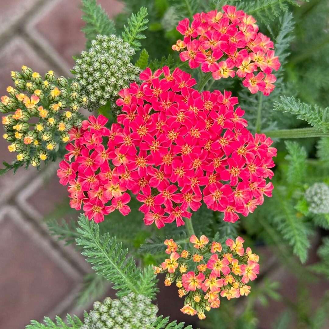 Swamp Milkweed Seeds - Mix