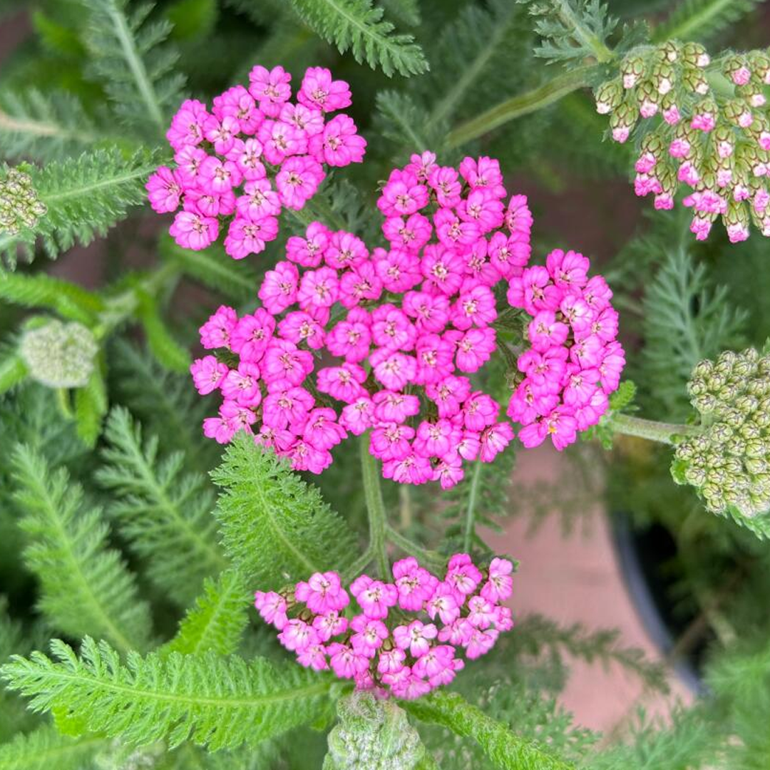 Swamp Milkweed Seeds - Mix