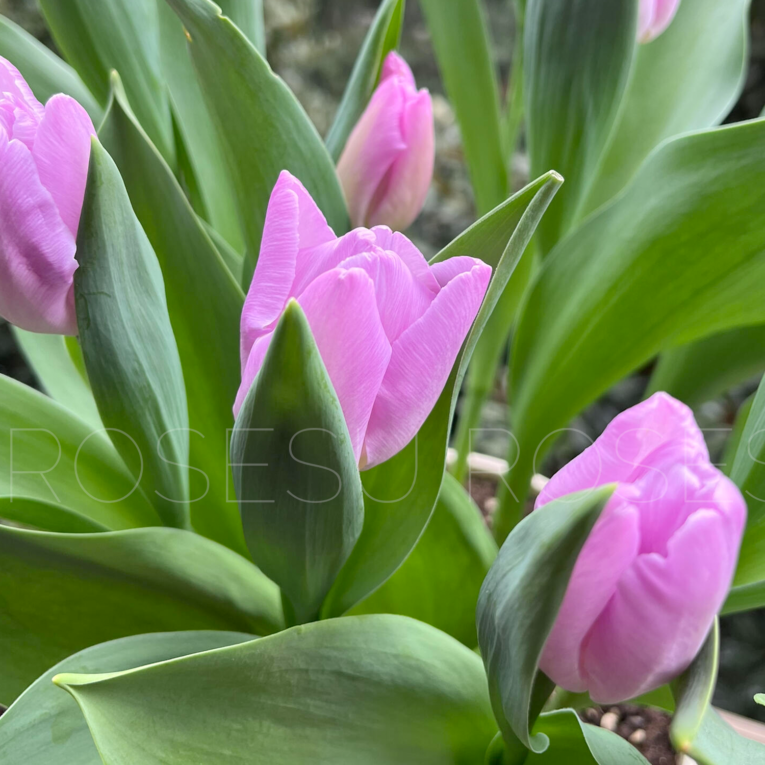 Tulip Bulbs - Royal Purple