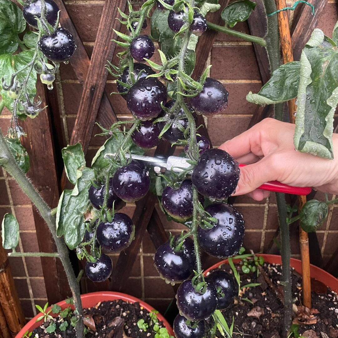 Rare Black Tomato Seeds