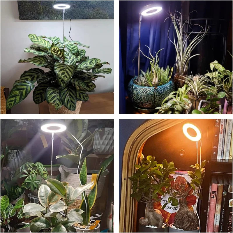 Grow Lights for Indoor Plants