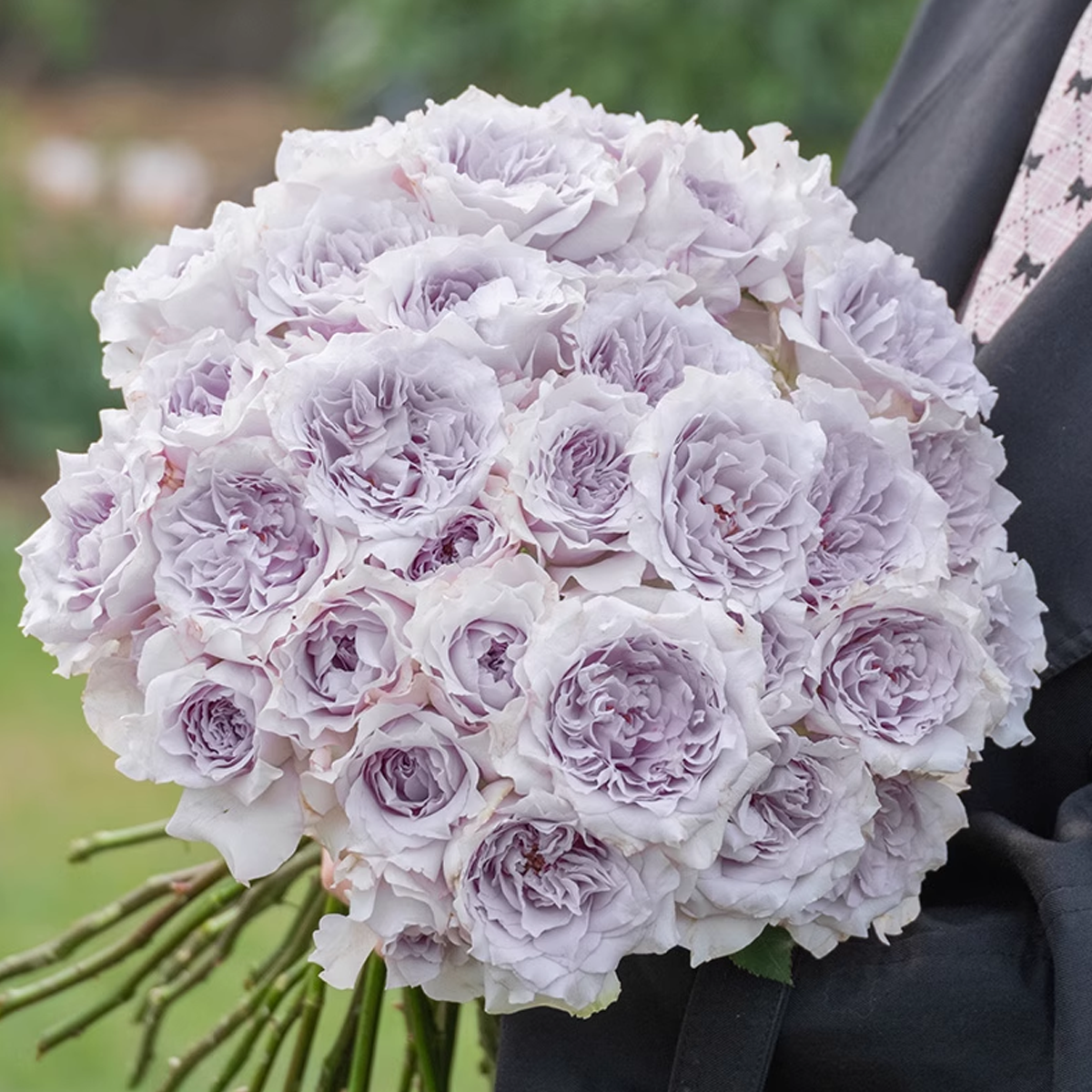 RSU Self-Bred Roses Plant- Winter Bloom