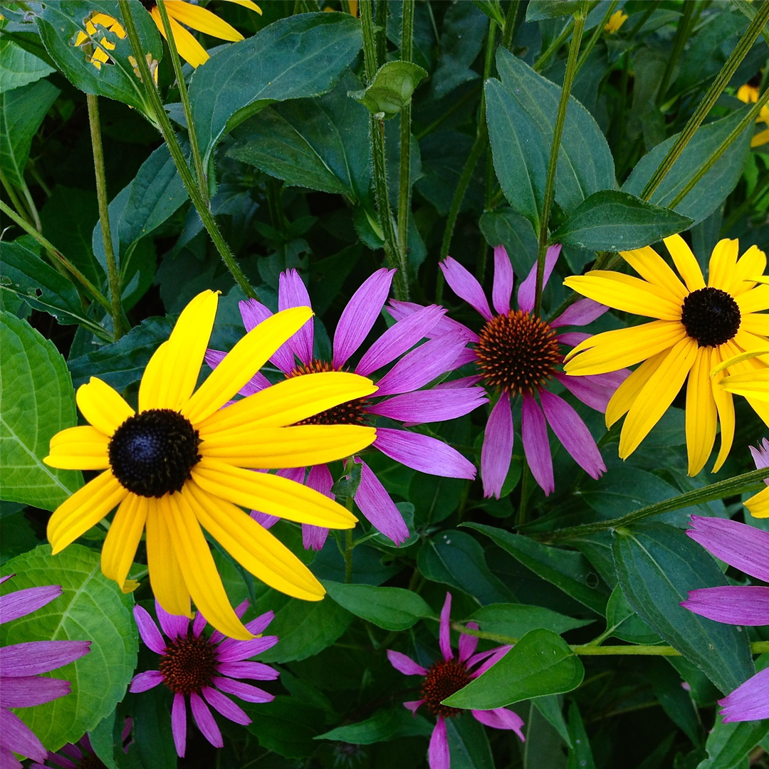 Purple Coneflowers&Black Eyed Susan Mix