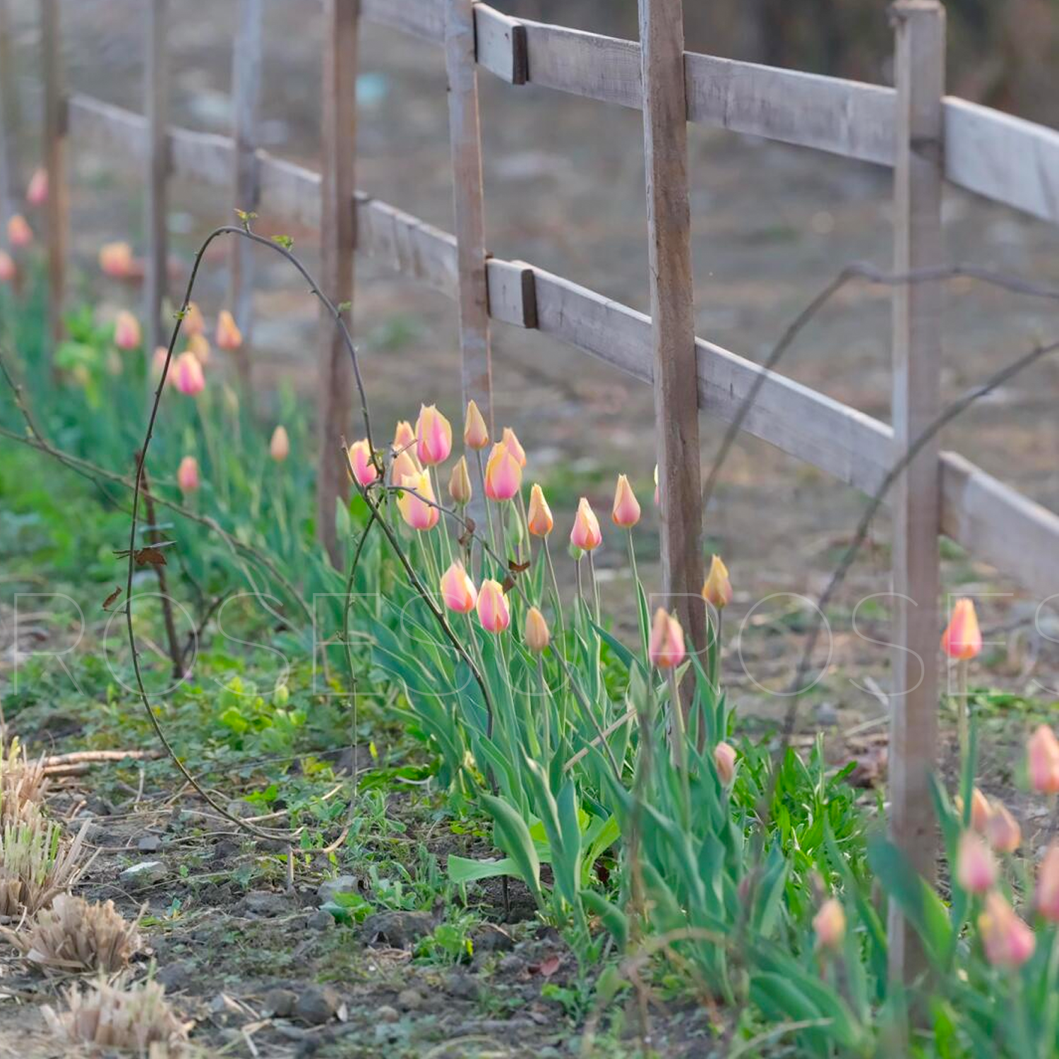 Tulip Bulbs - Shy Miss