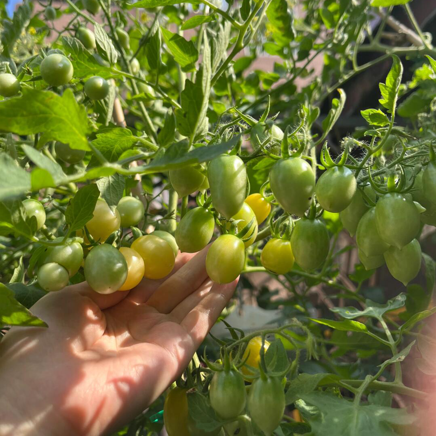 Cherry Tomato Seeds - Barry's Crazy