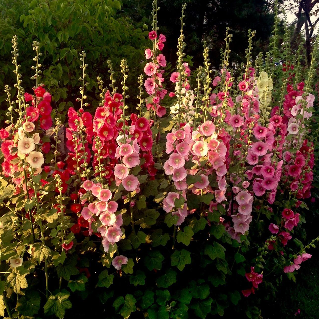 Single Flowered Hollyhock Seeds - Mixed Color