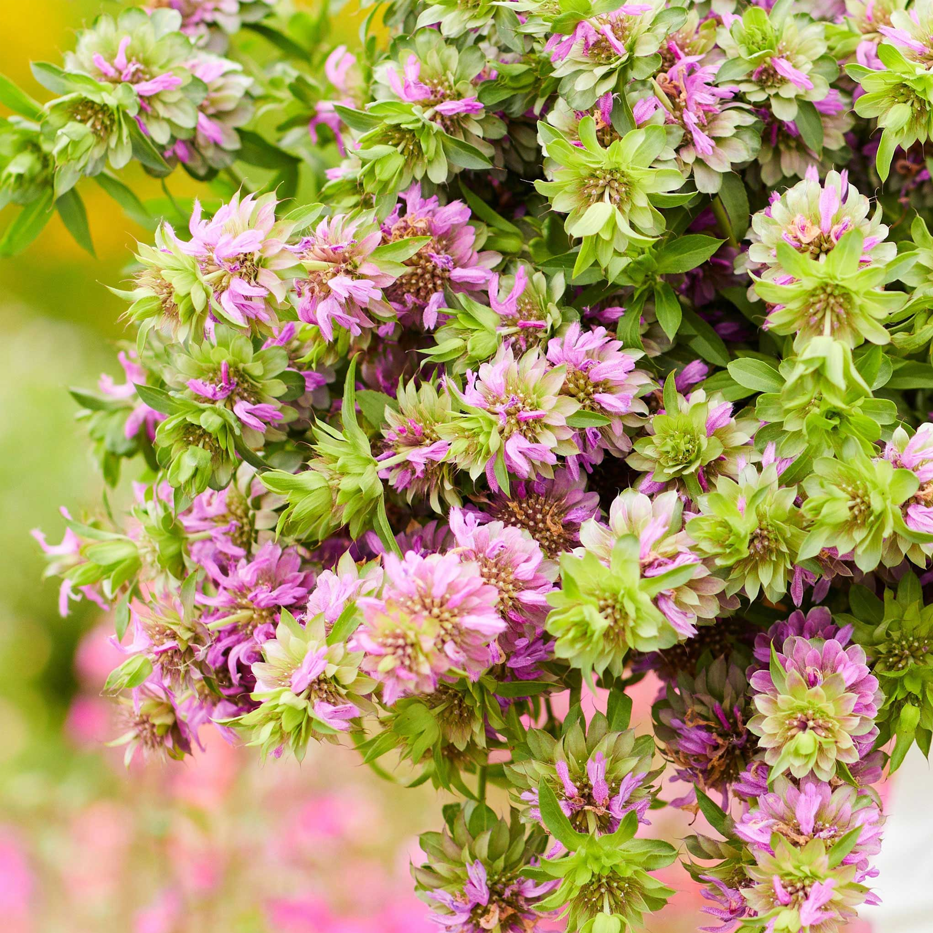 Lemon Mint Seeds