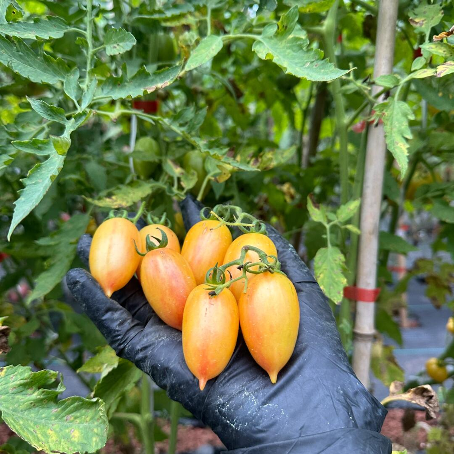 Heirloom Tomato Seeds - Sweet Icicle