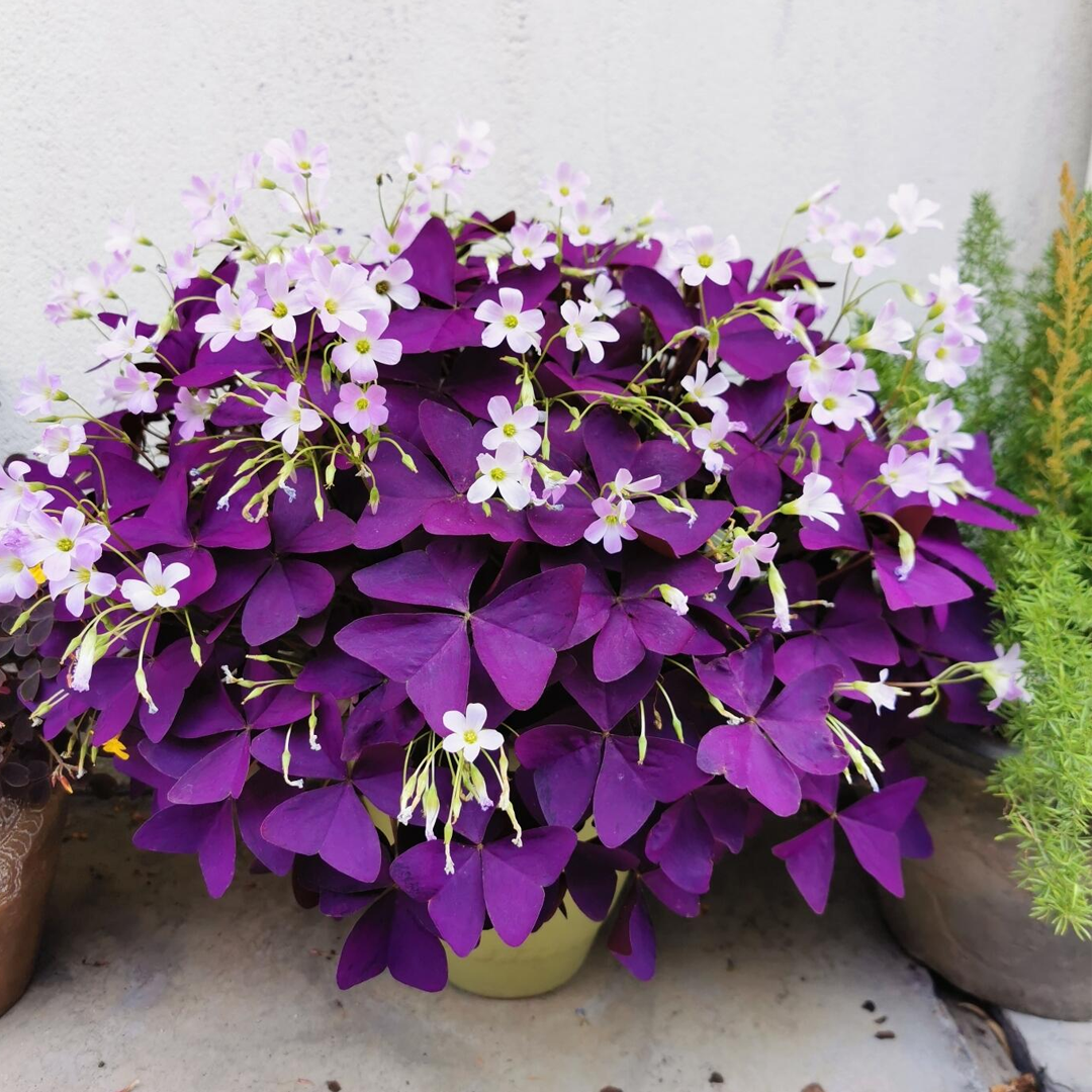 Oxalis Triangularis - Purple Shamrock