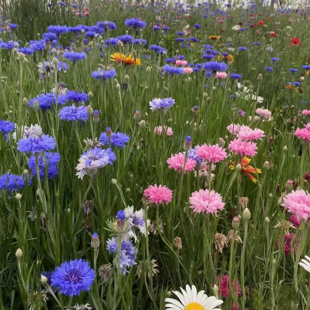 Mixed Cornflower / Bachelor Button Seeds