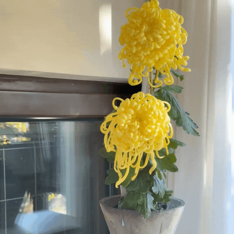Large-flowered Chrysanthemum