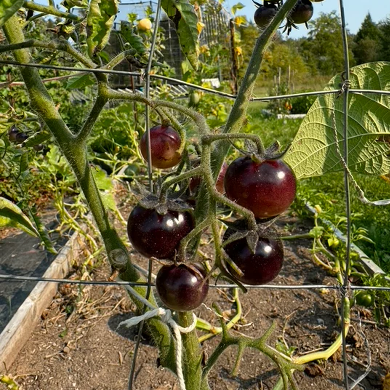 Cherry Tomato Seeds - Amethyst Cream