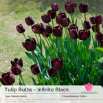 Tulip Bulbs - Infinite Black