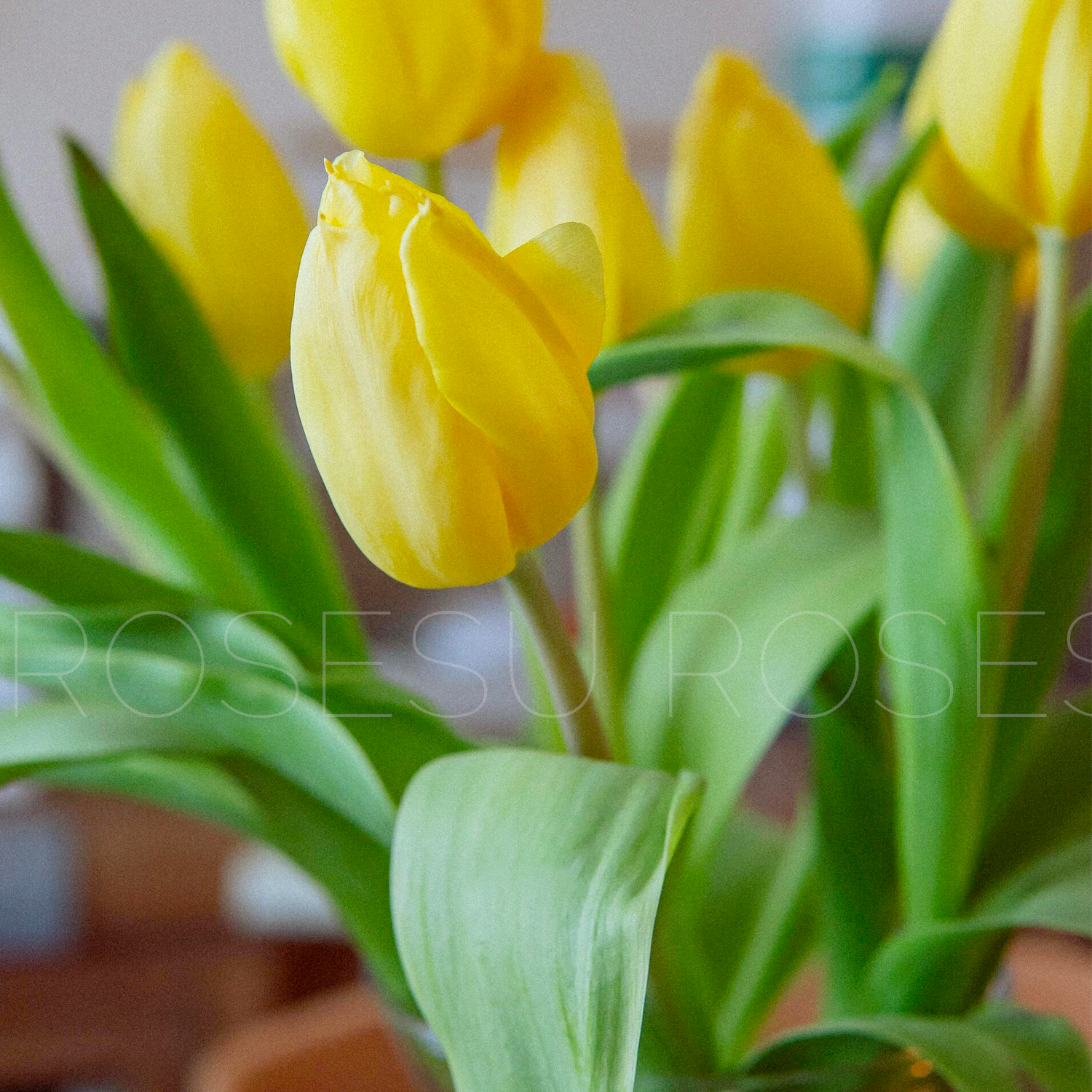 Tulip Bulbs - Golden