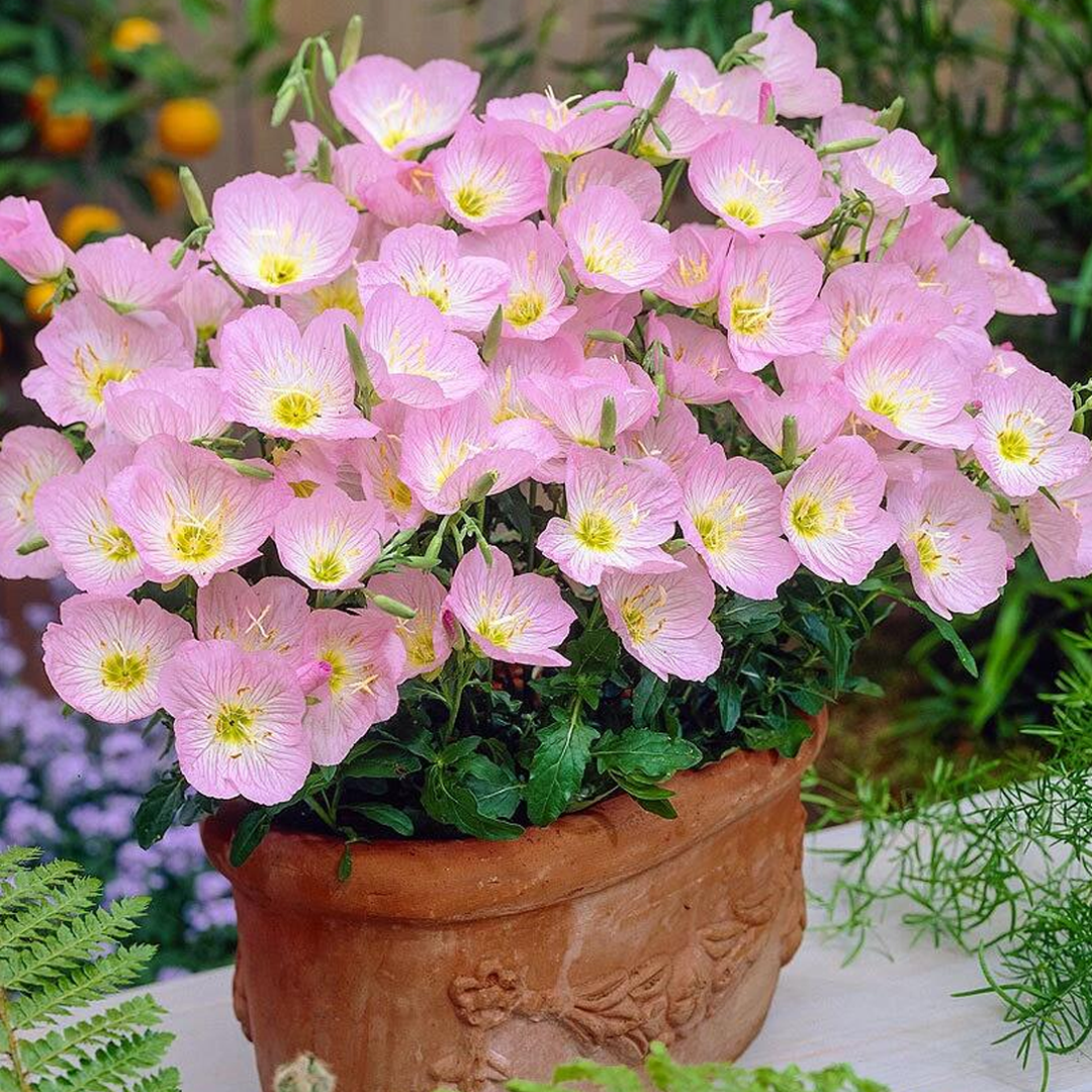 Showy Evening Primrose Seeds