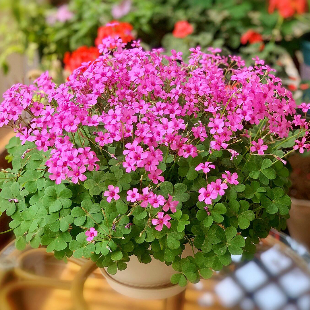 Oxalis Triangularis - Green Shamrock