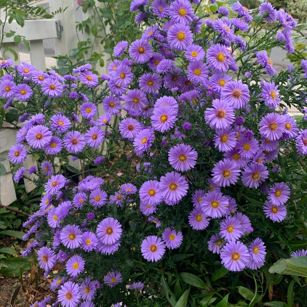 Aster Seeds- Purple Dome