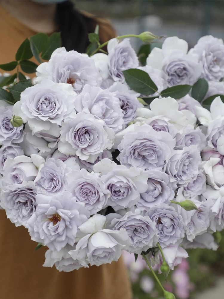 RSU Self-Bred Roses Plant- Winter Bloom