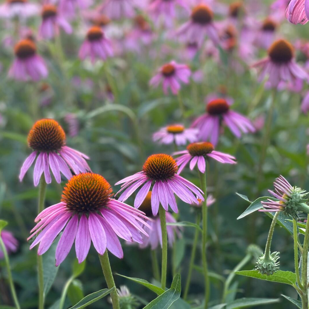 Purple Coneflower Seeds