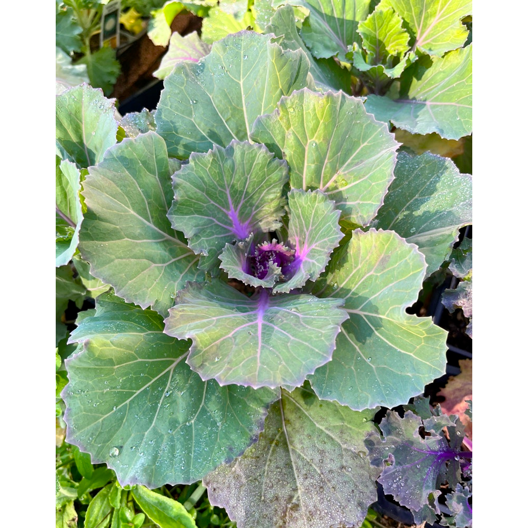 Ornamental Kale Seeds - Mix