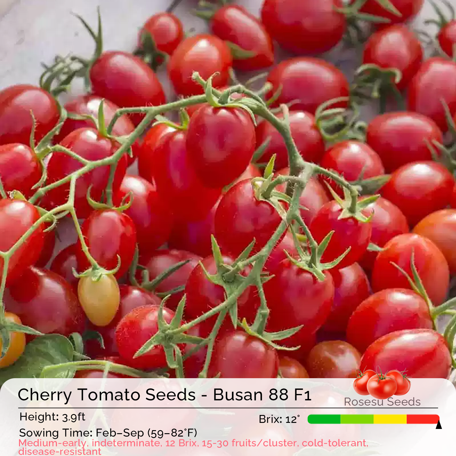 Cherry Tomato Seeds - Busan 88 F1