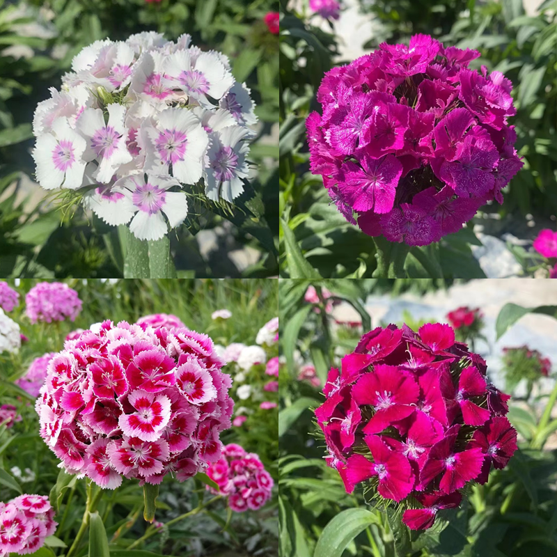 Mixed Dianthus/Sweet William Seed