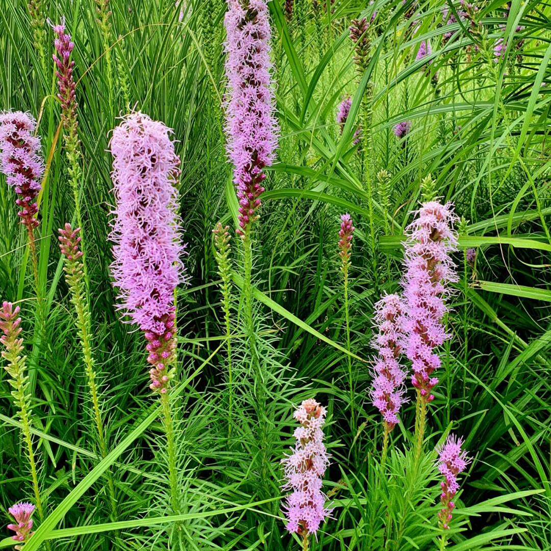 Gayfeather / Blazing Star Seeds