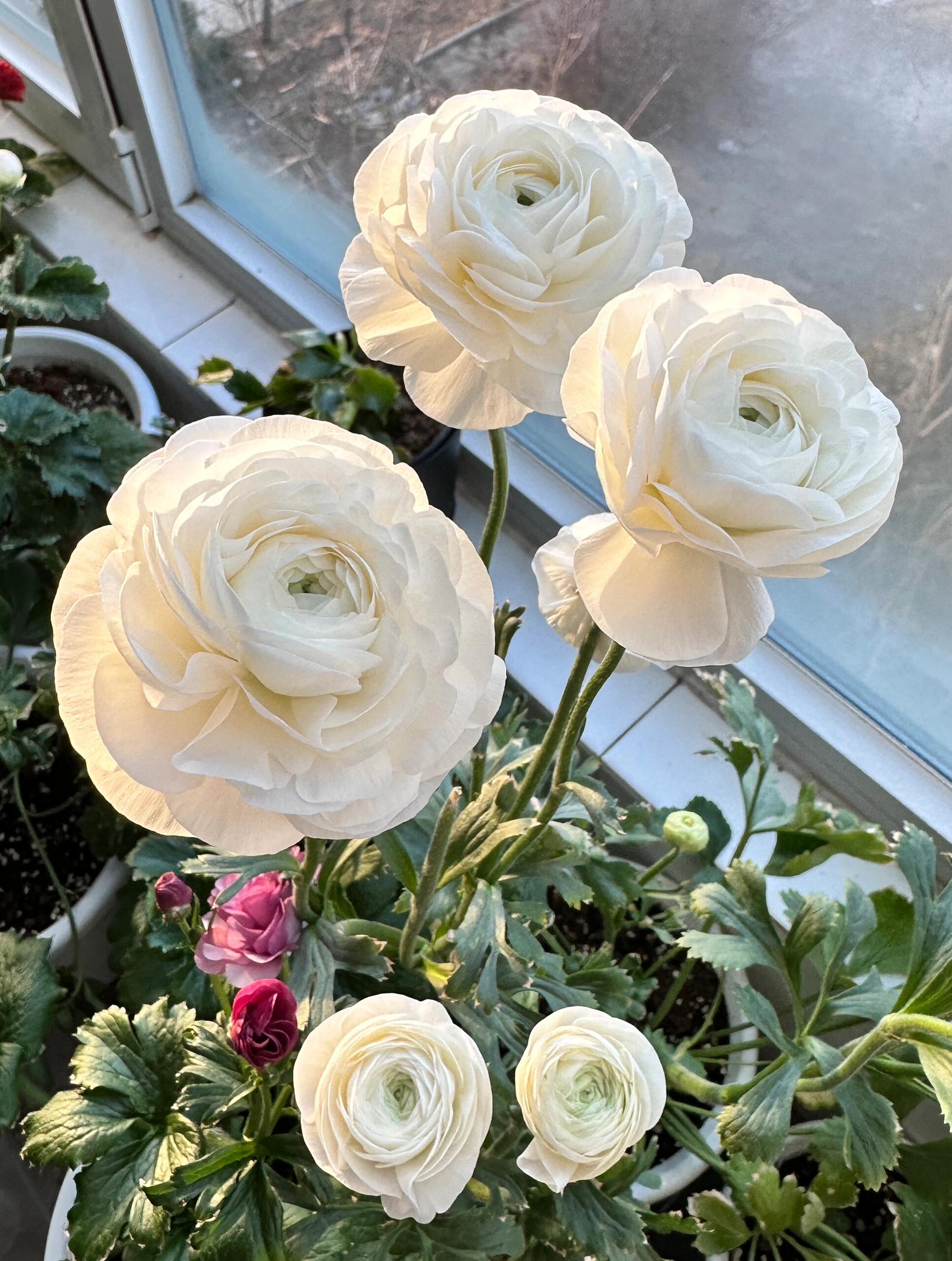 Ranunculus Bulbs