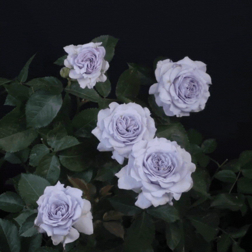 RSU Self-Bred Roses Plant- Winter Bloom