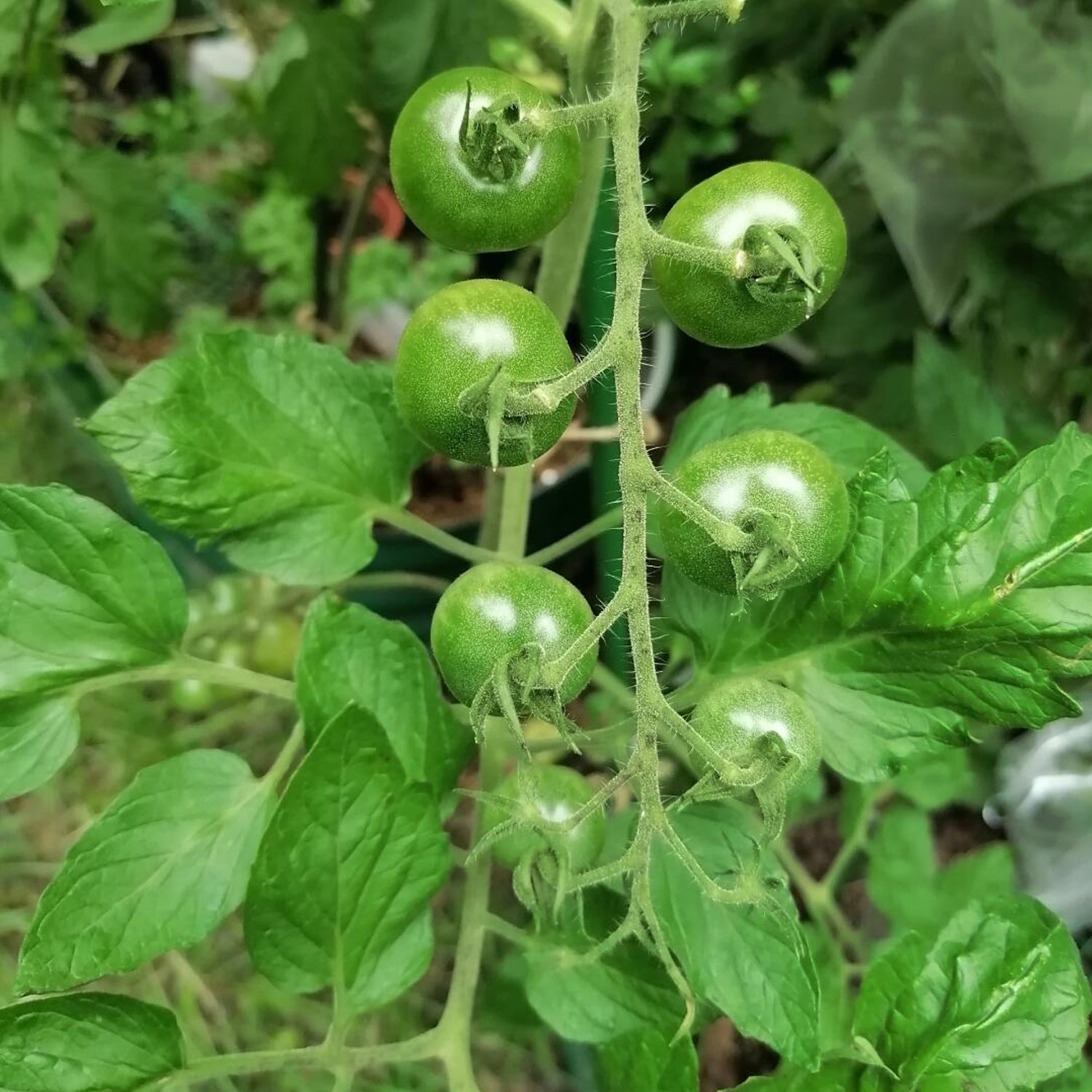 Cherry Tomato Seeds - Green Doctor’s Tomato