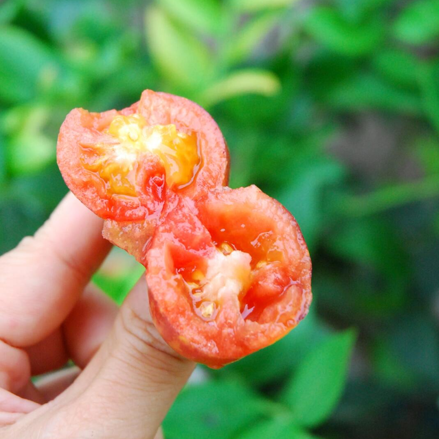 Dwarf Tomato Seeds - Dwarf Pink Leopard Tomato