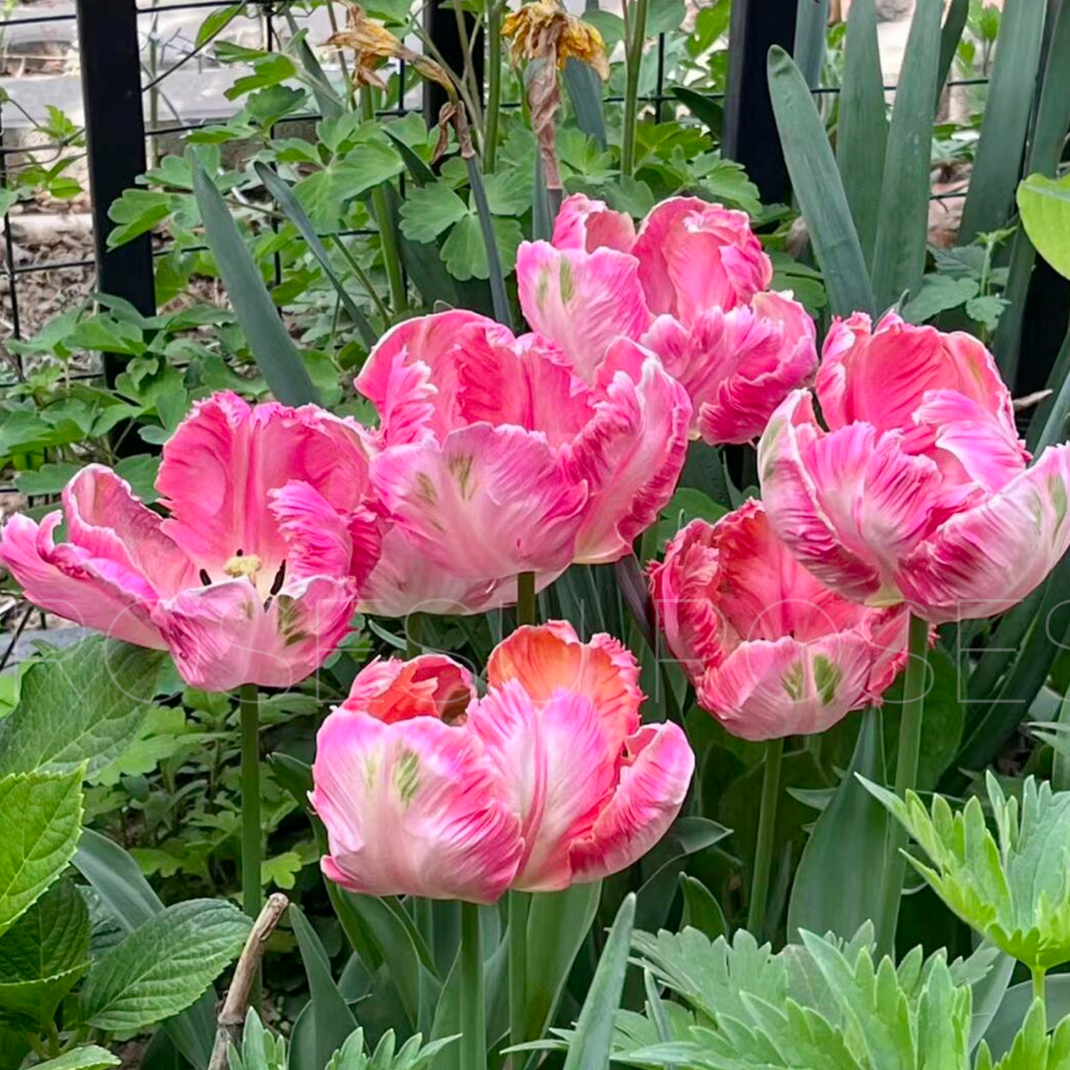 Tulip Bulbs - Parrot Purple/Pink/Green