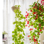 Nasturtium Seeds - Mixed Colors