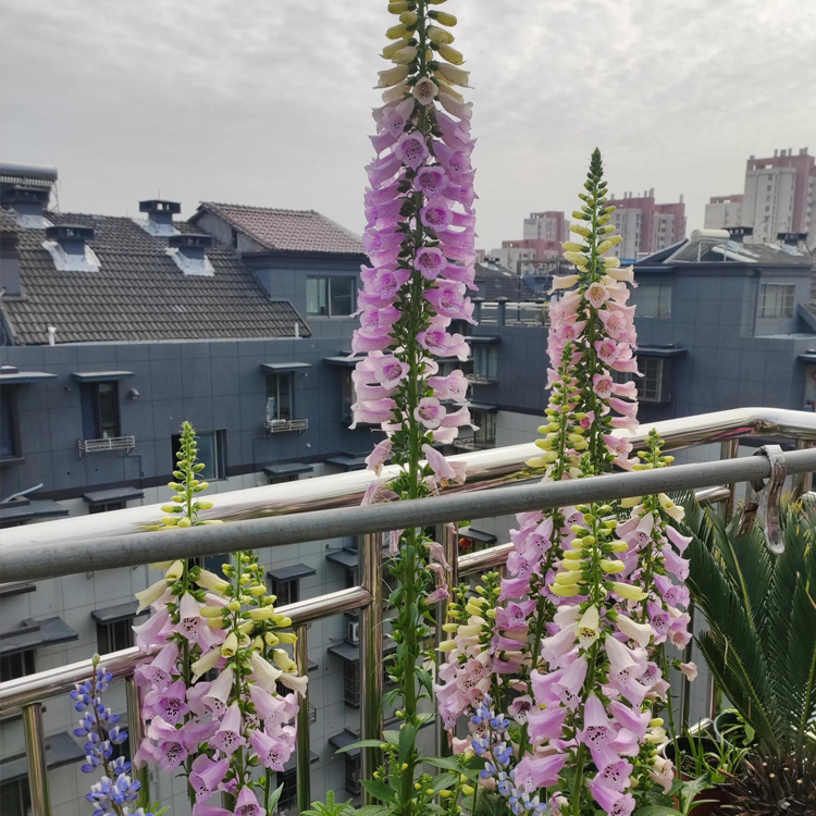 Mixed Foxglove Seeds