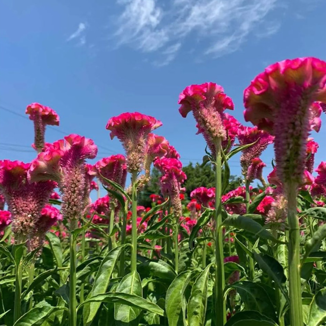 500 Pcs Cockscomb Celosia Seeds