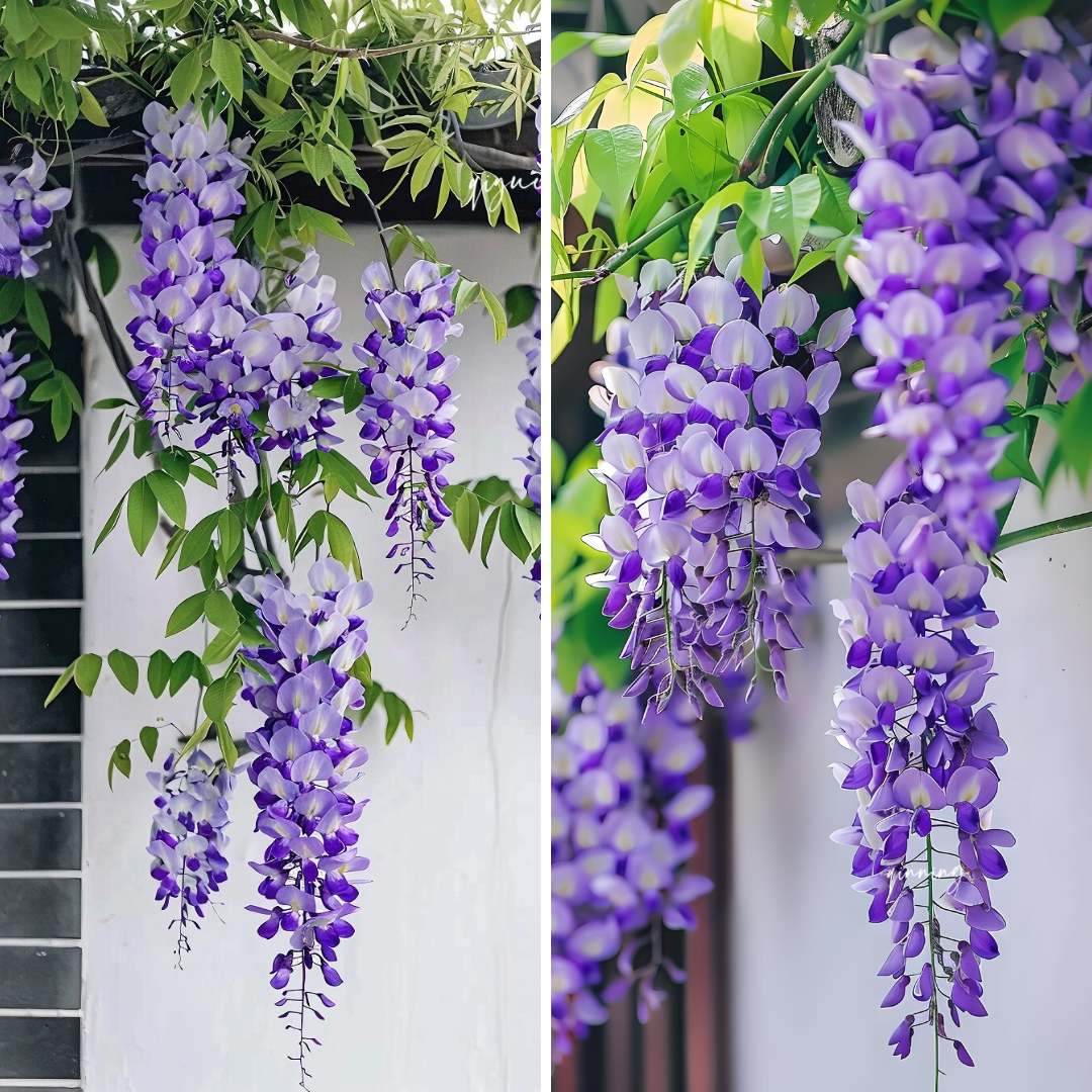 Wisteria Seeds - Purple