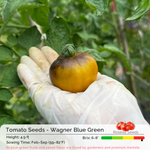 Tomato Seeds - Wagner Blue Green