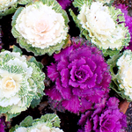 Ornamental Kale Seeds - Mix