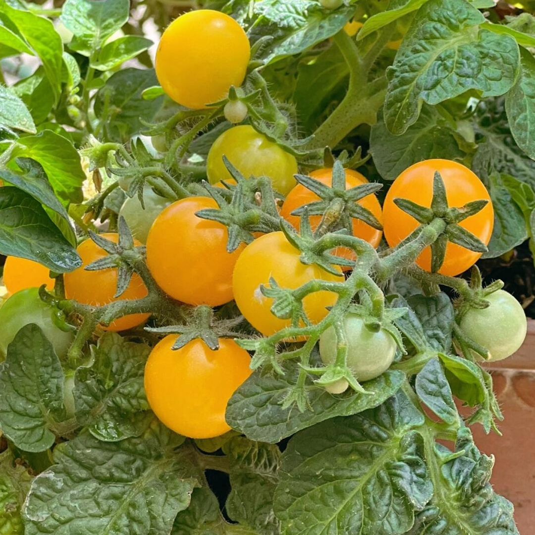 Dwarf Tomatos Seeds