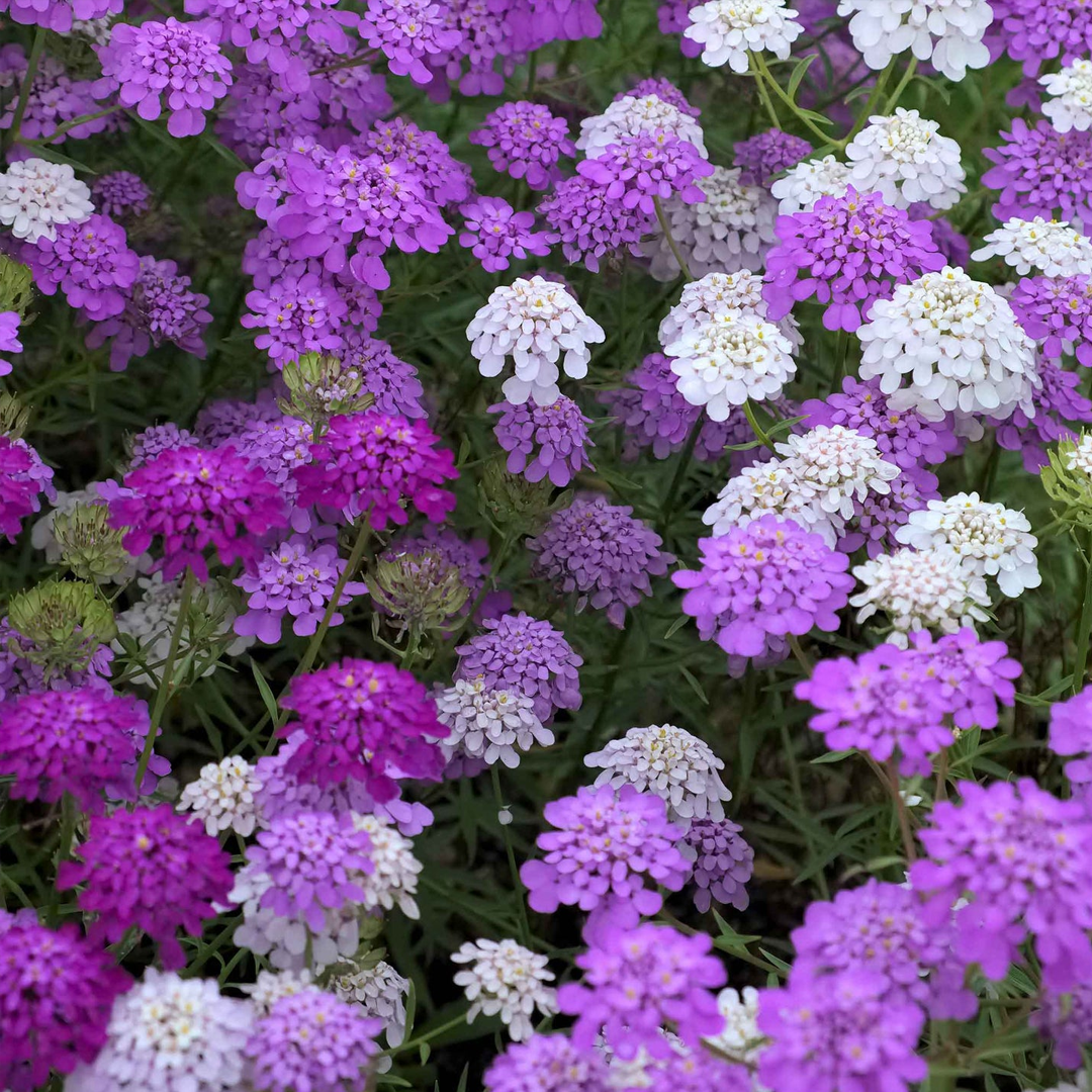 Candytuft Seeds - Mixed Colors