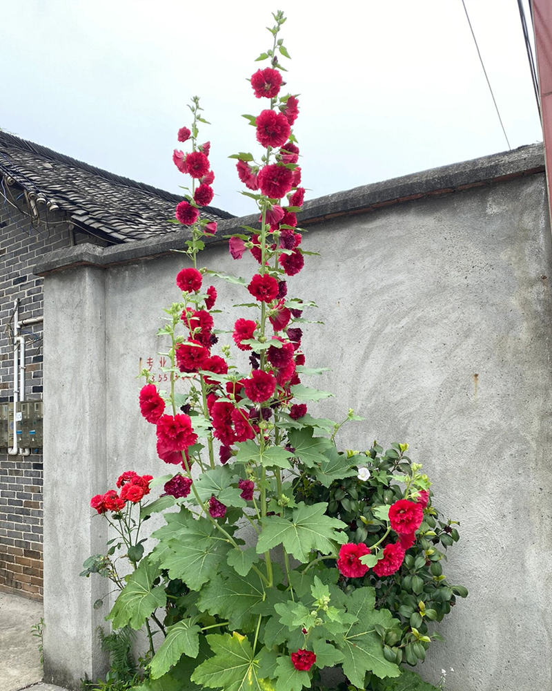 Double Flowered Hollyhock Seeds-500 Pcs / Packet