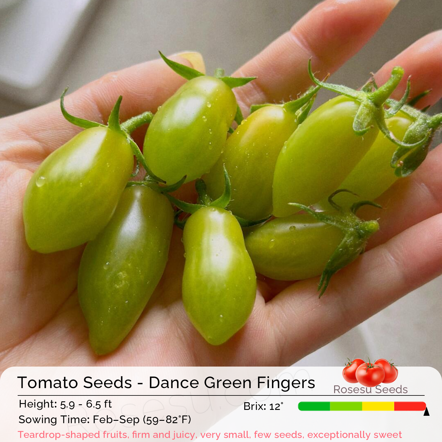 Heirloom Tomato Seeds - Dance Green Fingers