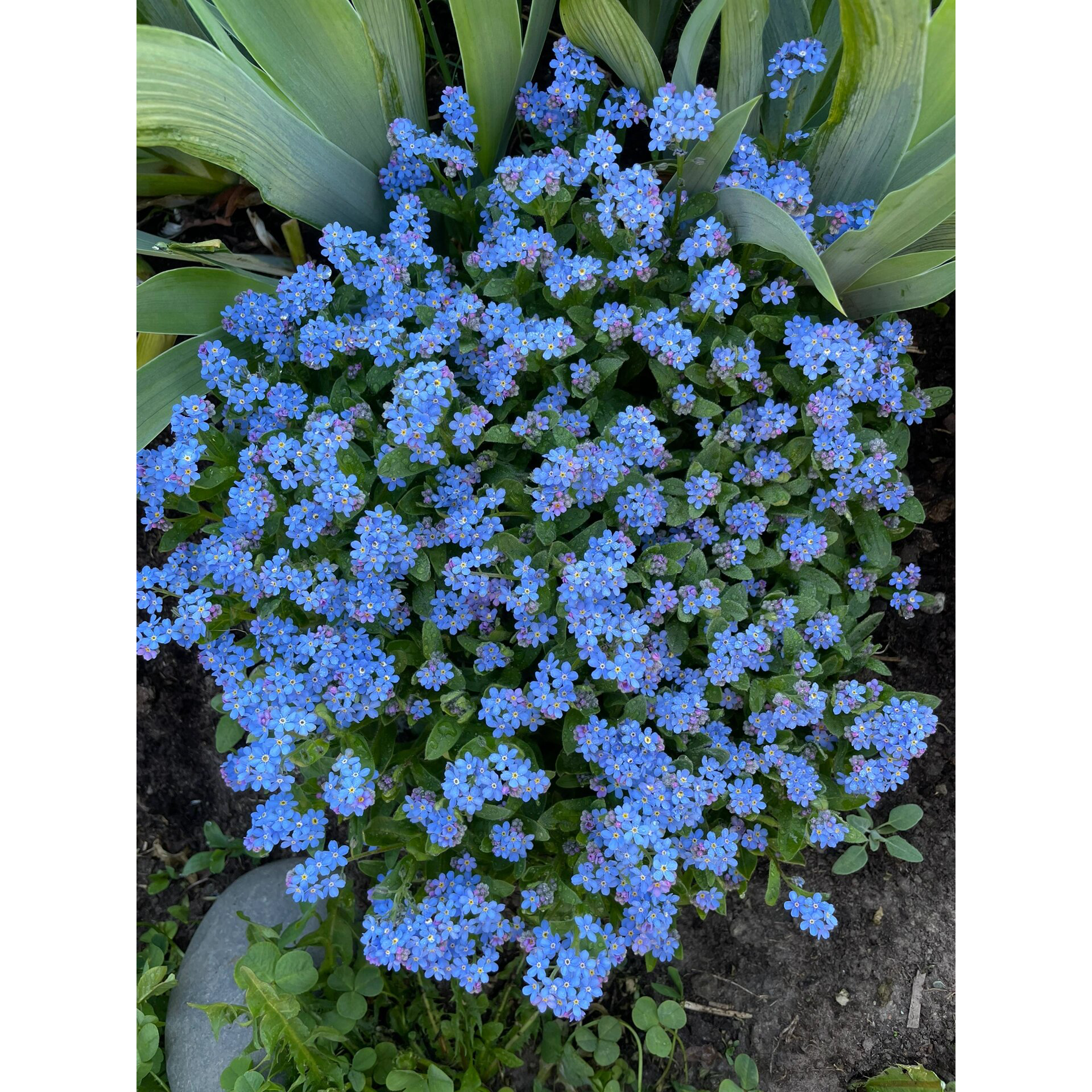 Forget Me Not Seeds - Blue